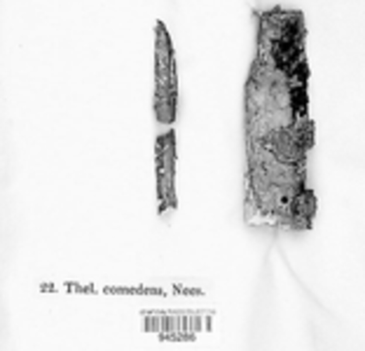 Vuilleminia image